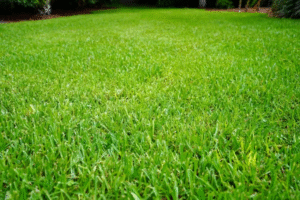 St. Augustine Grass